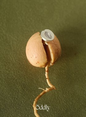 “APRICOT”杏运镀金耳钉