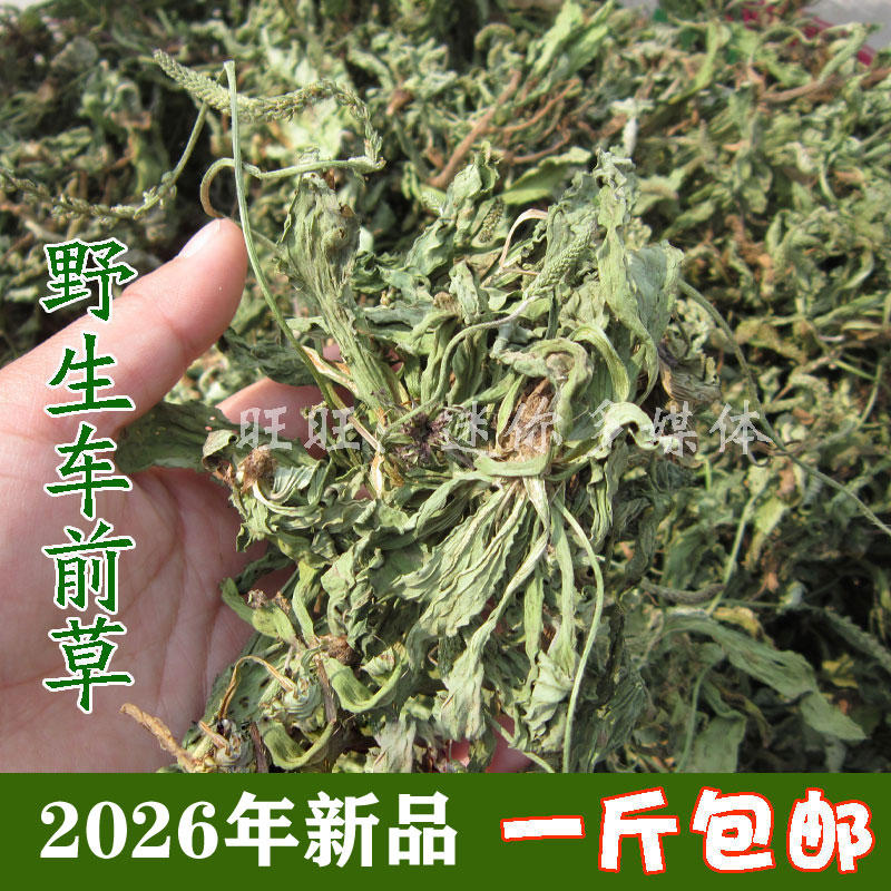 野生车前草晒干整棵猪耳朵草