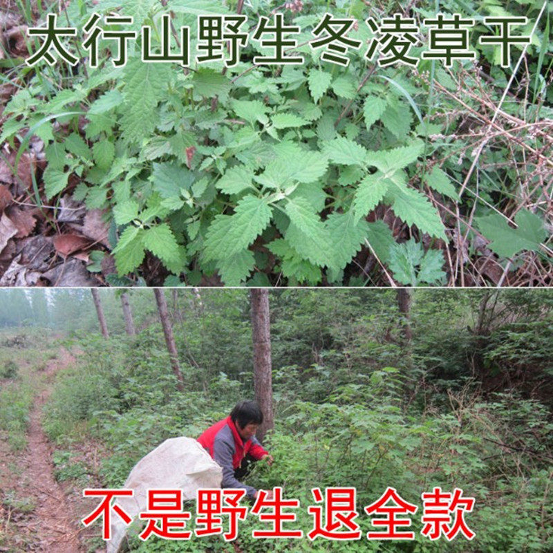 冬凌草茶中药材野生干冰凌草泡水太行山农家自晒冬凌茶500g