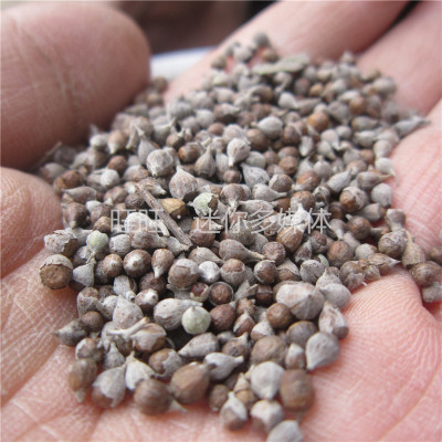野生黄荆子干牡荆子太行山区500g
