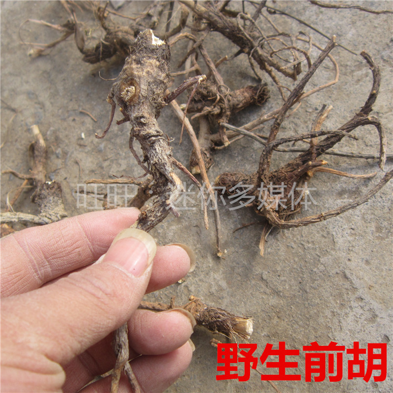 野生前胡整根发太行山区紫花前胡老根河南农家晒干新货500g中药材 传统滋补营养品 其他药食同源食品 原图主图