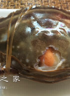 【炝蟹】温州优秀野生梭子蟹咸呛蟹膏炝醉蟹1只时价 乐清之家柳市