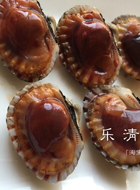 【血蛤】花蛤血蛤雪蛤温州柳市翁垟本地活蛤500克偏小 乐清之家