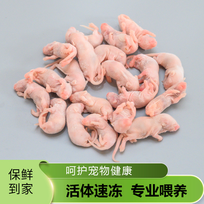 冷冻红皮鼠速冻小白鼠乳鼠冰冻红皮粉皮白霜跳跳爬宠龟饲料开口料