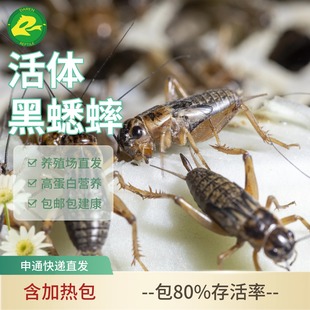 包邮活体黑蟋蟀油葫芦喂鸟高蛋白营养丰富蜥蜴守宫爬宠活体饲料虫
