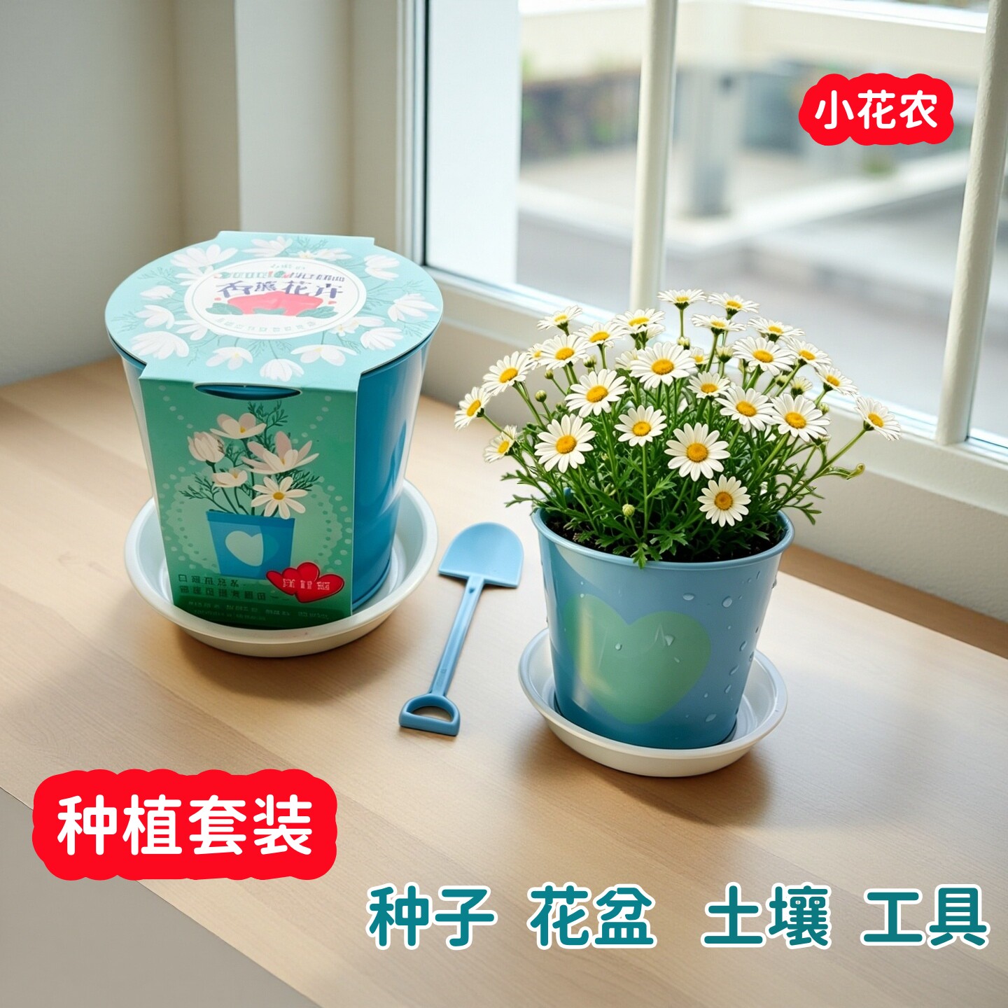 洋甘菊种子套装儿童种植小盆栽番茄学生科学实验观察植物小雏菊籽
