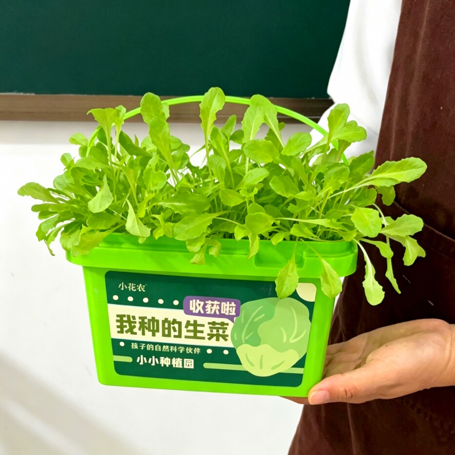生菜种子儿童种植小盆栽草莓蔬菜番茄种籽子学生观察植物套装