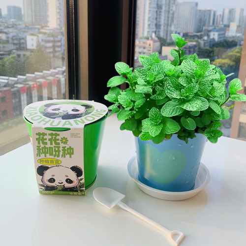 可食用薄荷种籽子儿童种植小盆栽盲盒凤仙花种实验植物小花农铁桶