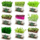 幼儿园儿童种植小盆栽家庭室内水培蔬菜植物观察豆芽生菜芹菜种子