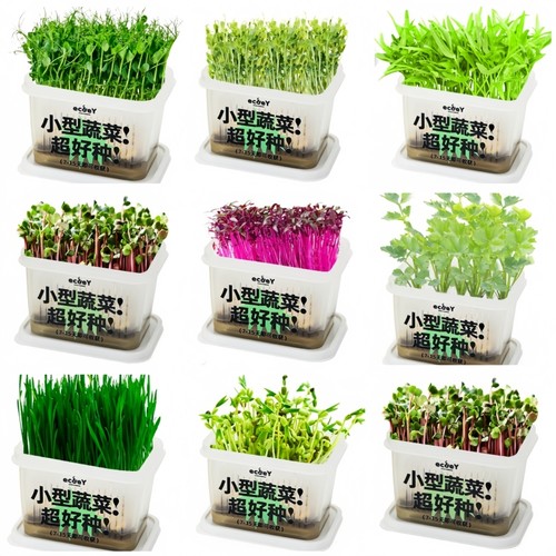 无土发芽生长小学生绿豆芽芽苗菜