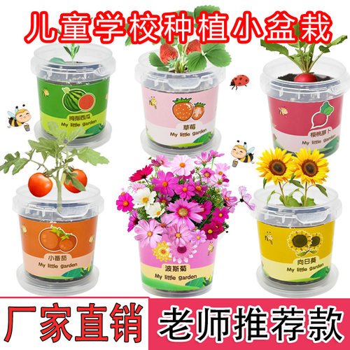 绿香种植套装儿童种花种菜观察盒