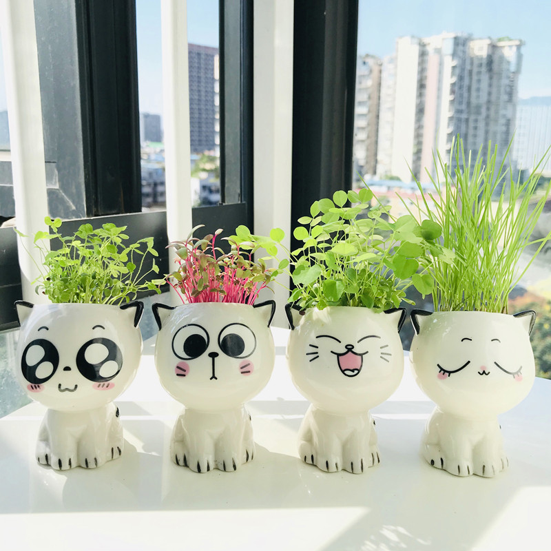 diy植物可爱小猫头上长草小盆栽桌面迷你草头娃娃幼儿园儿童种植