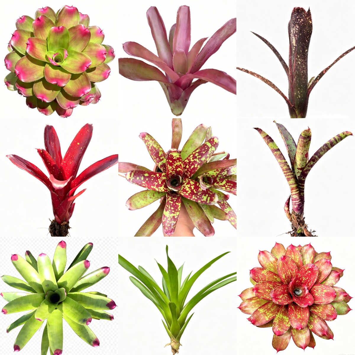 热带雨林植物积水凤梨新奇绿植图片