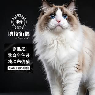 纯种布偶猫活体高品质海双蓝双海山双色公母全色系 博侍布偶