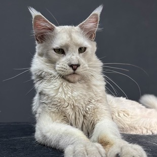 223号Ns12阴影色缅因猫大嘴套爆毛博侍缅因烟灰银虎可选