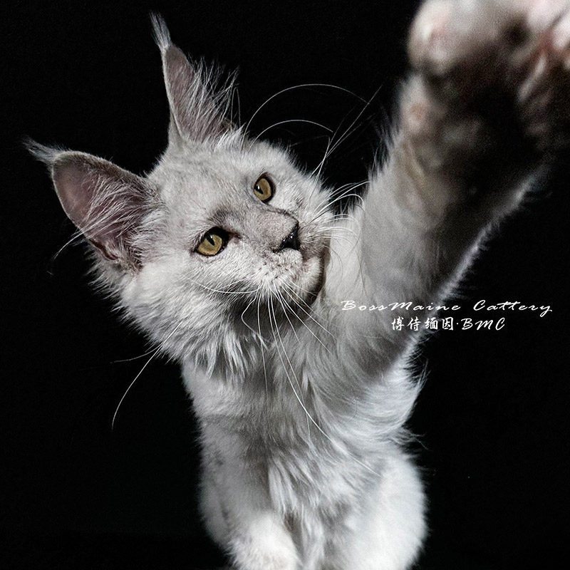 270号公高烟4月龄缅因猫大嘴套爆毛博侍缅因烟灰色银虎可选