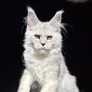 181号浅银缅因猫大嘴套爆毛博侍缅因烟灰色银虎可选