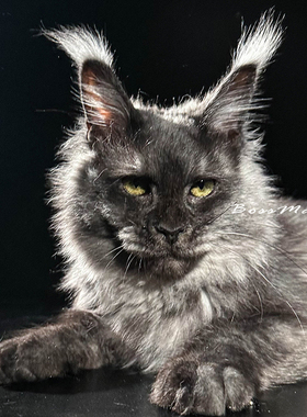 152号烟灰缅因猫大嘴套大刷子爆毛博侍缅因烟灰色银虎选