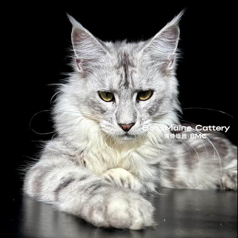 250号母银虎5+月龄缅因猫大嘴套爆毛博侍缅因烟灰色银虎可选