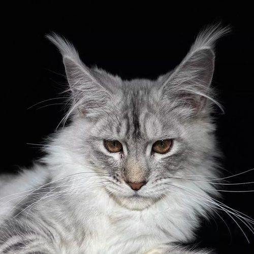 144号刷子浅银缅因猫大嘴套爆毛博侍缅因烟灰色银虎可选