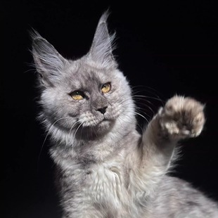 174号金克斯-带帽烟缅因猫大嘴套爆毛博侍缅因烟灰色银虎可选