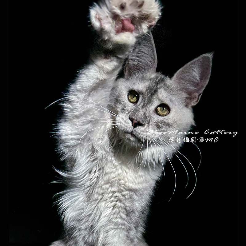 124号母浅烟灰6+月龄缅因猫大嘴套爆毛博侍缅因烟灰色银虎可选