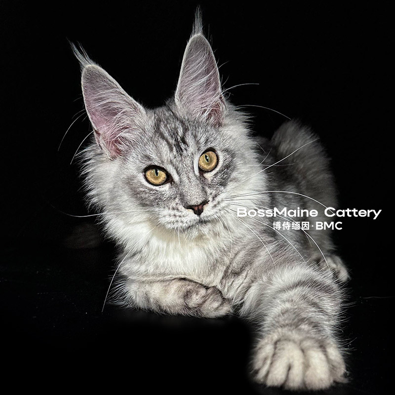 126号银虎母5+月龄缅因猫大嘴套爆毛博侍缅因烟灰色银虎可选