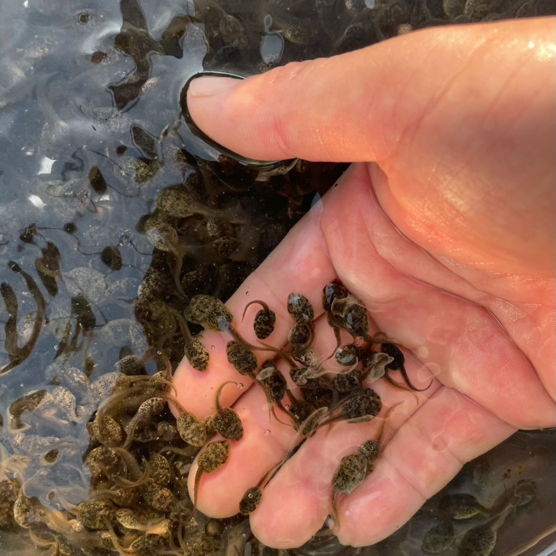 牛蛙苗中大苗水族观赏宠物幼儿园小蝌蚪找妈妈生物观察养殖场直发