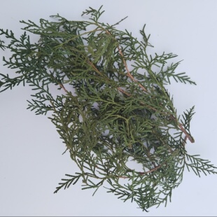 侧柏叶天然中药洗发水手工纯植物防掉脱养去屑止痒控油草本手工皂