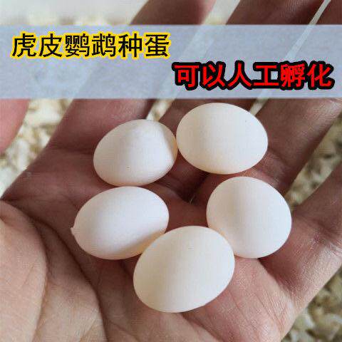 玄凤鹉蛋可孵化玄凤鹦鹦受精受蛋鹦鹉精蛋鹦鹉种蛋虎皮byt受鹉精