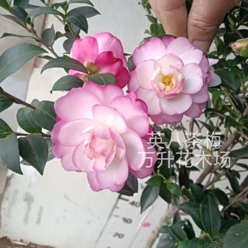 名贵花卉净化空气盆栽新品种