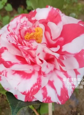 新查理斯顿小姐茶花 复色茶花 名贵品种