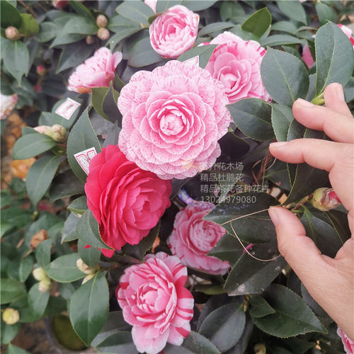 五色赤丹茶花 一树多色 高档茶花品种 多色茶花 可一物一拍