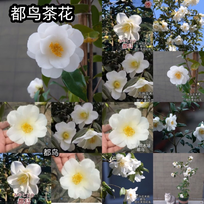 都鸟茶花 粉羽衣 白羽衣日系 玉玲珑