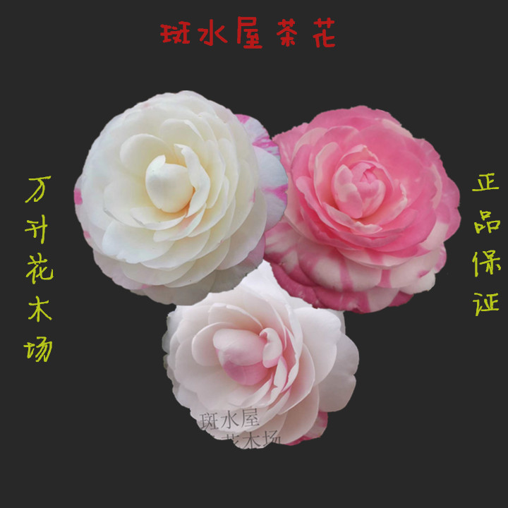 斑水屋茶花 盆栽茶花 新品种茶花 2020年盆栽新品茶花