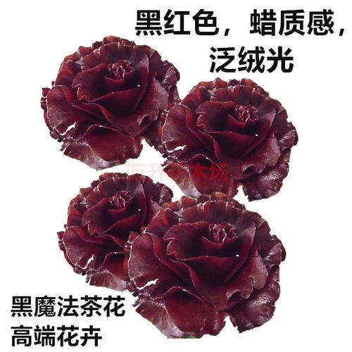 黑带质感高端名贵盆栽茶花