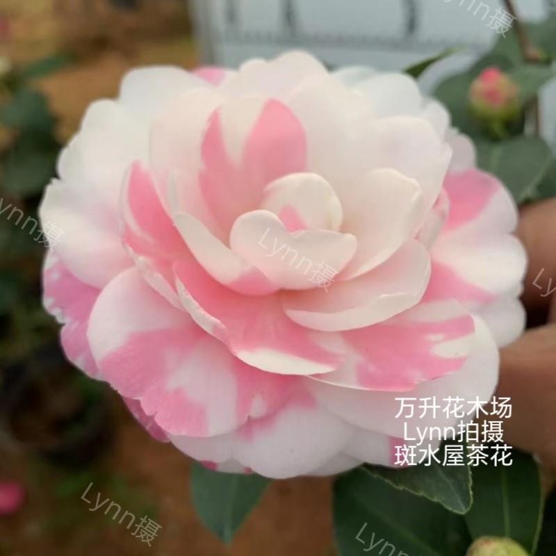 斑水屋茶花 盆栽茶花 新品种茶花 2020年盆栽新品茶花