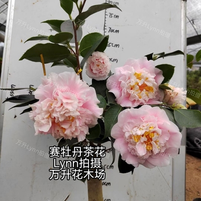 赛牡丹茶花高档名贵茶花