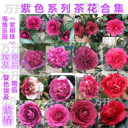 埃及艳后 复色埃及艳后紫琪 紫明珠 宝盒茶花 紫色盆栽茶花