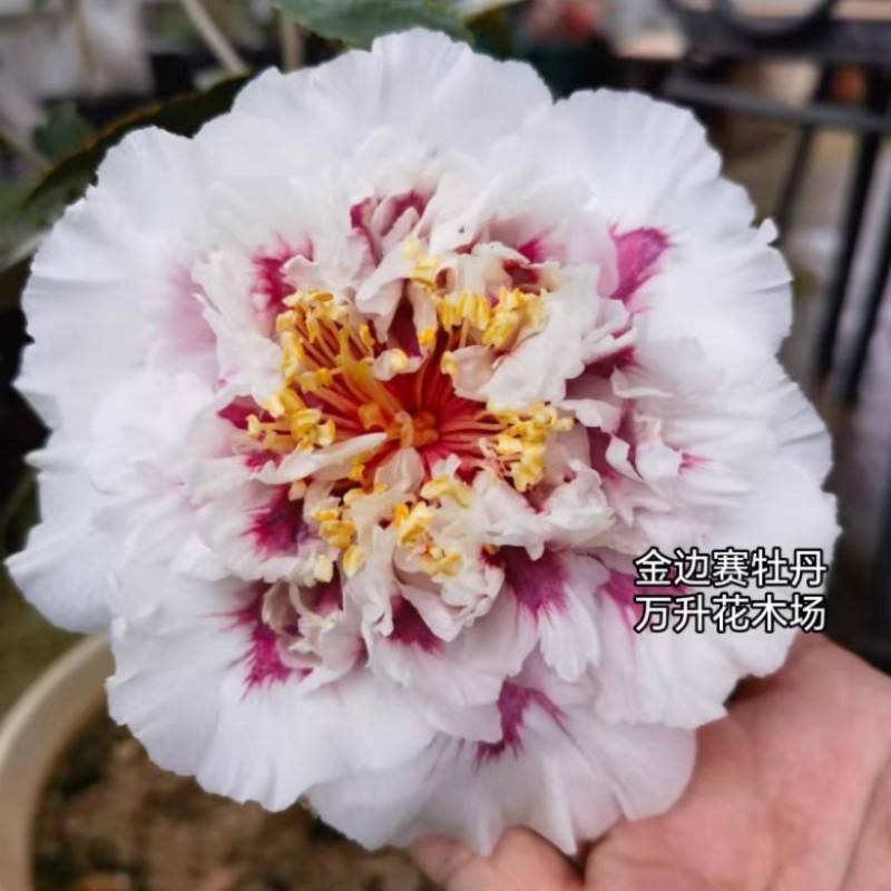 金边赛牡丹 高端茶花 名贵茶花 新品种茶花