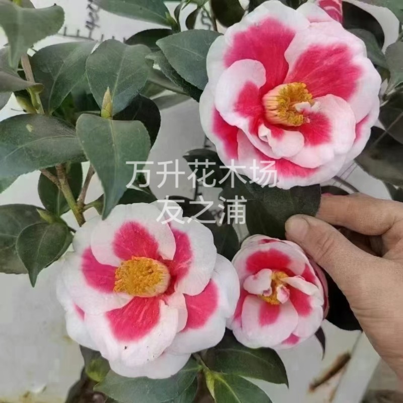 友之浦茶花 太阳茶花 珍贵名贵新品茶花 盆栽茶花一物一拍