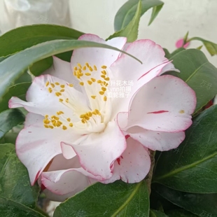 覆轮雅子茶花 日系 名贵茶花