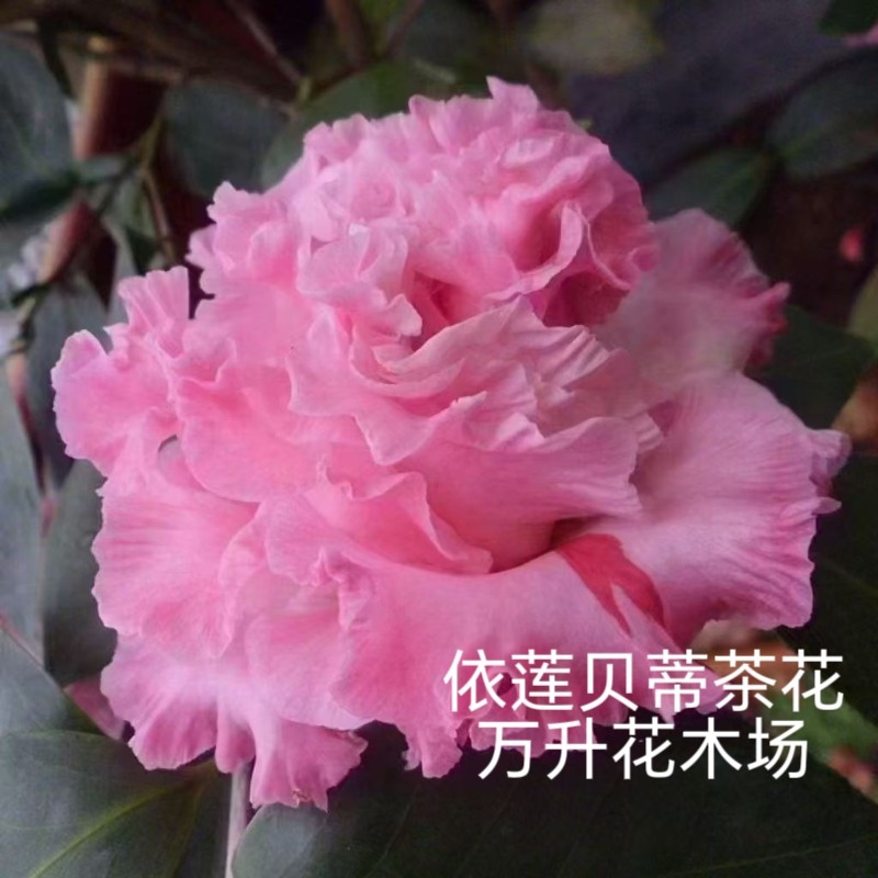 依莲贝蒂茶花 伊莲贝蒂多色茶花 大到巨型花 木耳状茶花