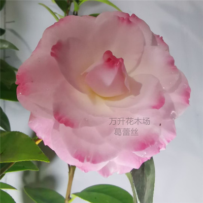 蕾丝别名六角伯顿复色盆栽茶花