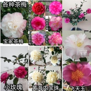 各种茶梅 财神茶梅 雅子乐园 登歌 星上星 丁字车 谢啦红酒登歌