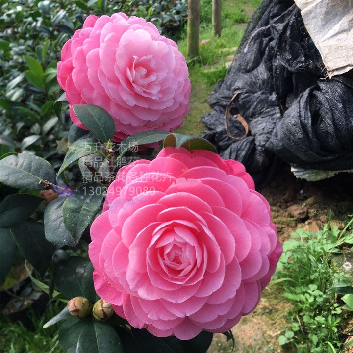 宝贝夫人茶花 云杂云茶系列 粉红色大花