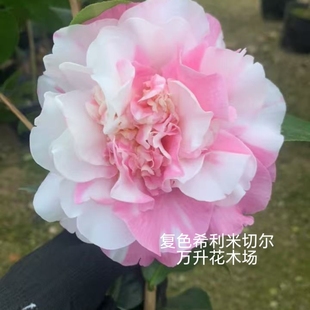 复色希利米切尔茶花 斑色希利米切尔茶花