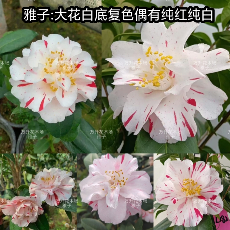 白底茶花 雅子 万道霞光 洒金宝珠 魔术师