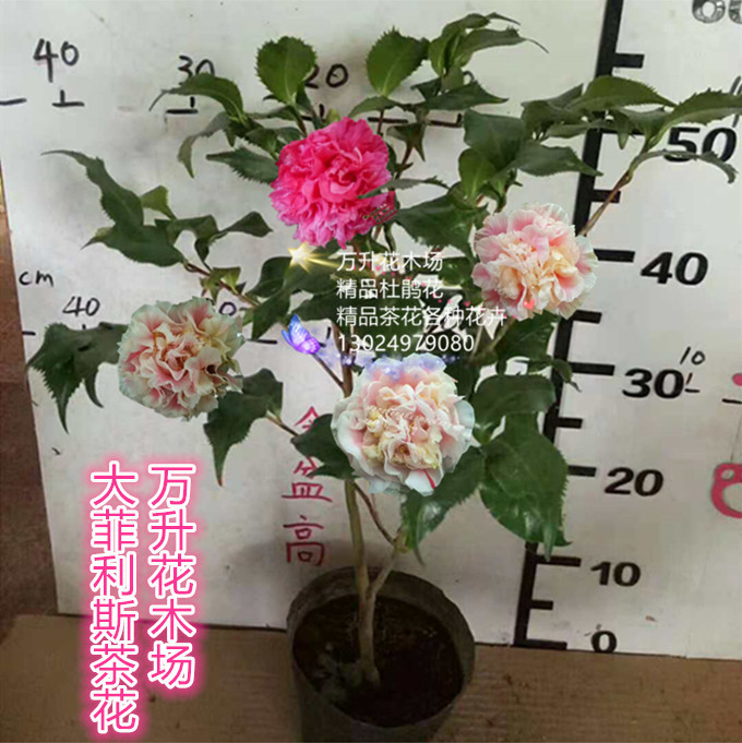 大菲利斯茶花  进口名贵山茶花 奇叶珍藏品种 粉色红色山茶花