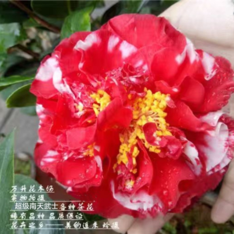 超级南天武士茶花 复色盆栽高端茶花